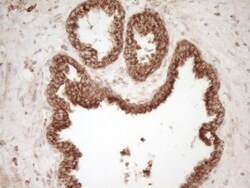 CD40/TNFRSF5 Antibody (OTI8B8), Novus Biologicals 0.1mL; Unlabeled:Antibodies,