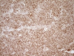 CD40/TNFRSF5 Antibody (OTI8B8), Novus Biologicals 0.1mL; Unlabeled:Antibodies,
