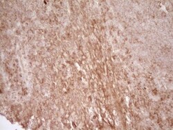 CD40/TNFRSF5 Antibody (OTI8B8), Novus Biologicals 0.1mL; Unlabeled:Antibodies,