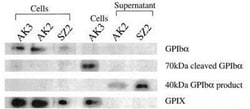 CD42b/GPIb alpha Antibody (AK2) - BSA Free, Novus Biologicals:Antibodies:Primary