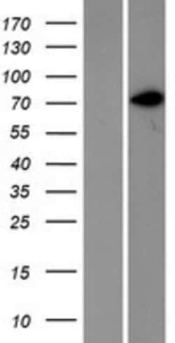 Novus Biologicals&trade;&nbsp;CD44 Overexpression Lysate