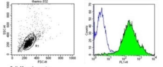 CD44 Antibody (1M7.8.1) - Azide and BSA Free, Novus