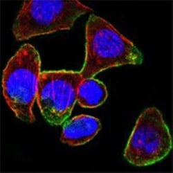 CD44 Antibody (8E2F3) - BSA Free, Novus Biologicals 0.025 mL | Buy Online | Novus Biologicals | Fisher Scientific