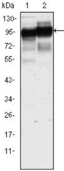 CD44 Antibody (8E2F3) - BSA Free, Novus Biologicals 0.025 mL | Buy Online | Novus Biologicals | Fisher Scientific