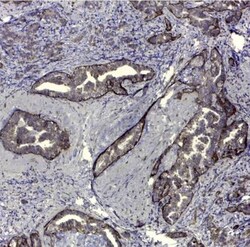 CD44 Antibody (VFF-8) - variant 5, Novus Biologicals:Antibodies:Primary