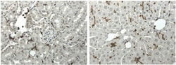 CD45 Antibody (5C16) - Azide and BSA Free, Novus Biologicals 0.025 mg;