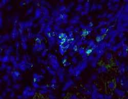 CD45 Antibody (30-F11) - BSA Free, Novus Biologicals 0.5mg; Unlabeled:Antibodies,