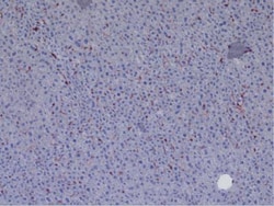 CD45 Antibody (30-F11) - BSA Free, Novus Biologicals 0.5mg; Unlabeled:Antibodies,