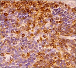 CD45 Antibody (30-F11) - BSA Free, Novus Biologicals 0.5mg; Unlabeled:Antibodies,
