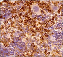 CD45 Antibody (30-F11) - BSA Free, Novus Biologicals 0.5mg; Unlabeled:Antibodies,