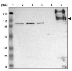 CD45 Antibody, Novus Biologicals:Antibodies:Primary Antibodies