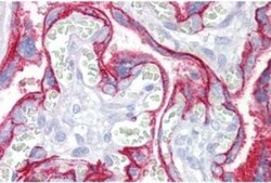 CD46 Antibody (3F1) - Azide and BSA Free, Novus Biologicals 0.1mg; Unlabeled:Antibodies,