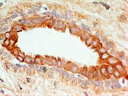 CD47 Antibody (B6H12.2) - Azide and BSA Free, Novus Biologicals:Antibodies:Primary
