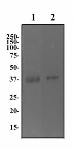 CD47 Antibody (B6H12.2) - Azide and BSA Free, Novus Biologicals 0.1mg;