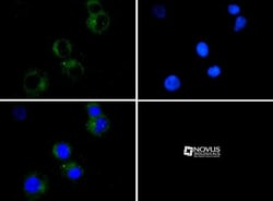 CD4 Antibody - BSA Free, Novus Biologicals 0.025mL; Unlabeled:Antibodies,