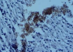 CD4 Antibody - BSA Free, Novus Biologicals 0.025mL; Unlabeled:Antibodies,