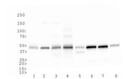 CD4 Antibody - BSA Free, Novus Biologicals 0.025mL; Unlabeled:Antibodies,