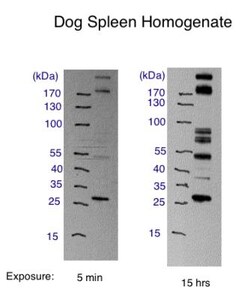 CD4 Antibody - BSA Free, Novus Biologicals 0.025mL; Unlabeled:Antibodies,