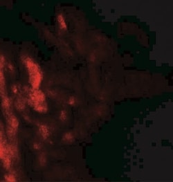 CD55/DAF Antibody - BSA Free, Novus Biologicals 0.025 mg, Unlabeled:Antibodies,