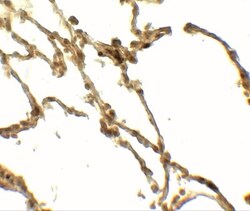 CD55/DAF Antibody - BSA Free, Novus Biologicals 0.025 mg, Unlabeled:Antibodies,