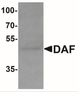 CD55/DAF Antibody - BSA Free, Novus Biologicals 0.025 mg, Unlabeled:Antibodies,