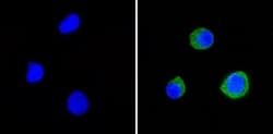 CD58/LFA-3 Antibody (TS2/9) - Azide and BSA Free, Novus Biologicals:Antibodies:Primary
