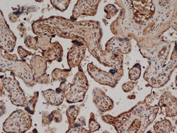 CD59 Antibody (YTH53.1) - BSA Free, Novus Biologicals 0.1 mg; Unconjugated:Antibodies,