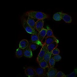 CD59 Antibody (8D2B8) - BSA Free, Novus Biologicals 0.1mL; Unlabeled:Antibodies,