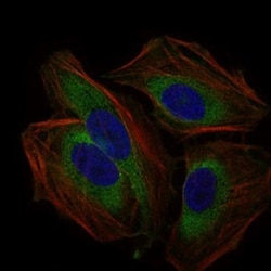 CD59 Antibody (8D2B8) - BSA Free, Novus Biologicals 0.1mL; Unlabeled:Antibodies,