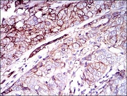 CD59 Antibody (8D2B8) - BSA Free, Novus Biologicals 0.1mL; Unlabeled:Antibodies,