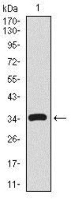 CD59 Antibody (8D2B8) - BSA Free, Novus Biologicals 0.1mL; Unlabeled:Antibodies,