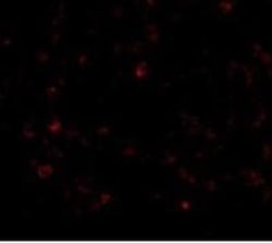 CD5L Antibody - BSA Free, Novus Biologicals 0.1mg; Unlabeled:Antibodies