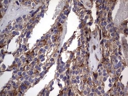 CD63 Antibody (OTI5E5), Novus Biologicals 0.1mL; Unlabeled:Antibodies,
