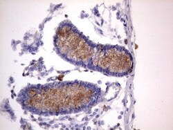 CD63 Antibody (OTI5E5), Novus Biologicals 0.1mL; Unlabeled:Antibodies,