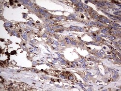 CD63 Antibody (OTI5E5), Novus Biologicals 0.1mL; Unlabeled:Antibodies,