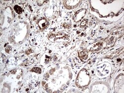 CD63 Antibody (OTI5E5), Novus Biologicals 0.1mL; Unlabeled:Antibodies,