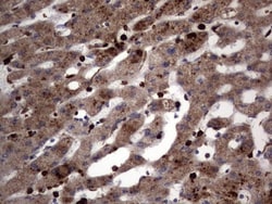 CD63 Antibody (OTI5E5), Novus Biologicals 0.1mL; Unlabeled:Antibodies,