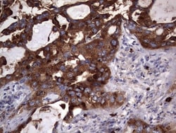 CD63 Antibody (OTI5E5), Novus Biologicals 0.1mL; Unlabeled:Antibodies,