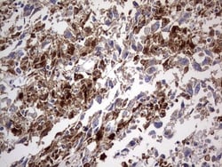 CD63 Antibody (OTI5E5), Novus Biologicals 0.1mL; Unlabeled:Antibodies,