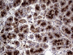 CD63 Antibody (OTI5E5), Novus Biologicals 0.1mL; Unlabeled:Antibodies,