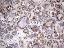 CD63 Antibody (OTI5E5), Novus Biologicals 0.1mL; Unlabeled:Antibodies,