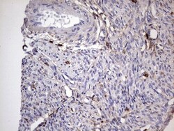 CD63 Antibody (OTI5E5), Novus Biologicals 0.1mL; Unlabeled:Antibodies,