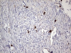 CD63 Antibody (OTI5E5), Novus Biologicals 0.1mL; Unlabeled:Antibodies,
