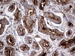 CD63 Antibody (OTI5E5), Novus Biologicals 0.1mL; Unlabeled:Antibodies,