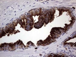 CD63 Antibody (OTI5E5), Novus Biologicals 0.1mL; Unlabeled:Antibodies,