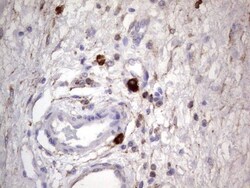 CD63 Antibody (OTI5E5), Novus Biologicals 0.1mL; Unlabeled:Antibodies,