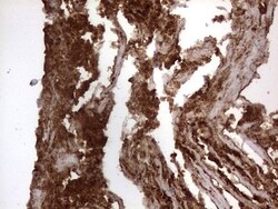 CD63 Antibody (OTI5E5), Novus Biologicals 0.1mL; Unlabeled:Antibodies,