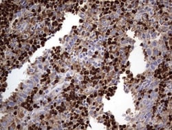 CD63 Antibody (OTI5E5), Novus Biologicals 0.1mL; Unlabeled:Antibodies,