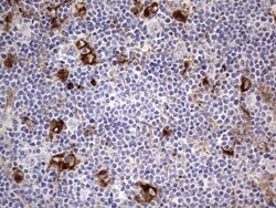 CD63 Antibody (OTI5E5), Novus Biologicals 0.1mL; Unlabeled:Antibodies,