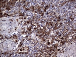 CD63 Antibody (OTI5E5), Novus Biologicals 0.1mL; Unlabeled:Antibodies,
